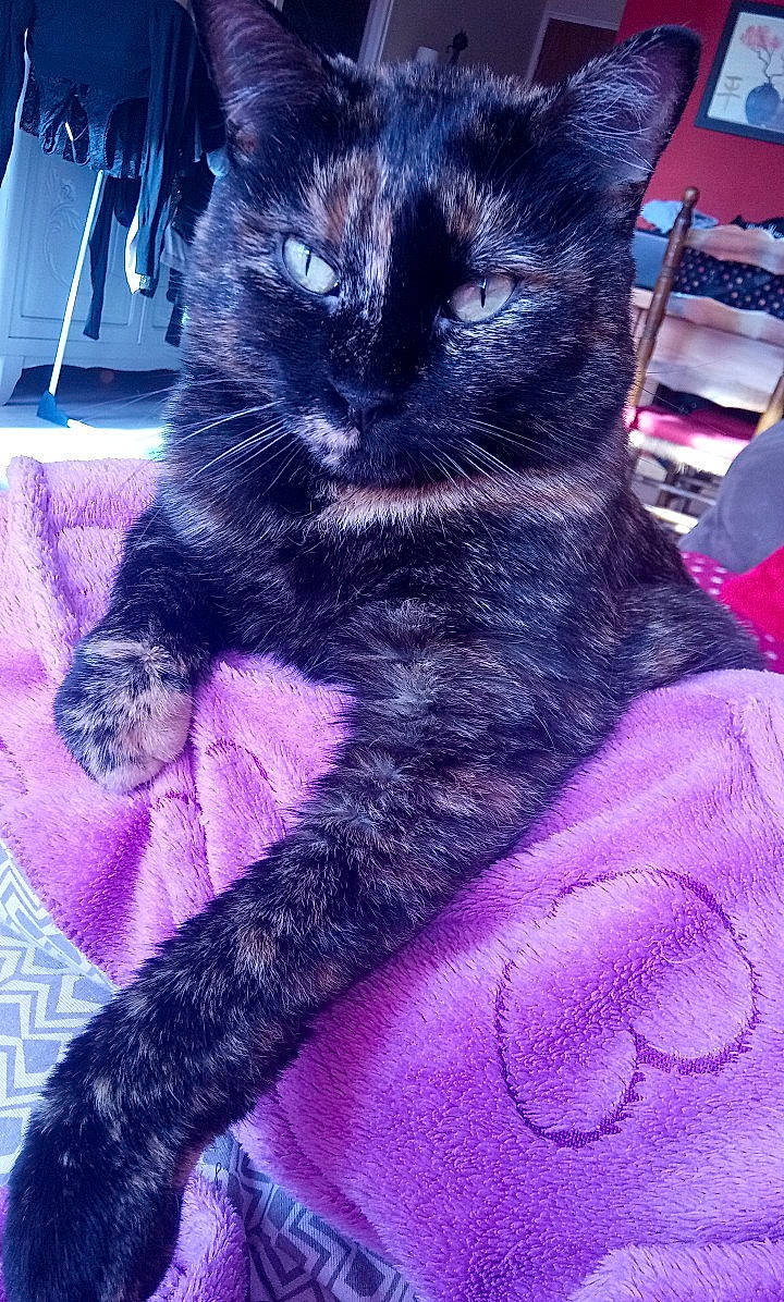 Momo participe au concours pour gagner de l'argent avec cette photo : black_cat, carnivore, cat, domestic_short_haired_cat, felidae, fur, kitten, korat, polydactyl_cat, purple, small_to_medium_sized_cats, tail, whiskers