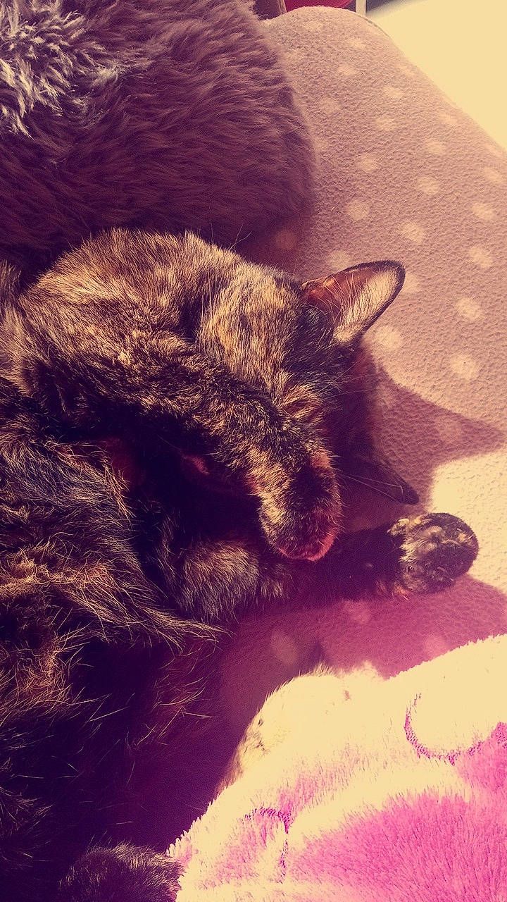 Momo participe au concours pour gagner de l'argent avec cette photo : black_cat, carnivore, cat, domestic_short_haired_cat, ear, european_shorthair, eye, felidae, fur, kitten, nap, nose, paw, sleep, small_to_medium_sized_cats, snout, tail, whiskers