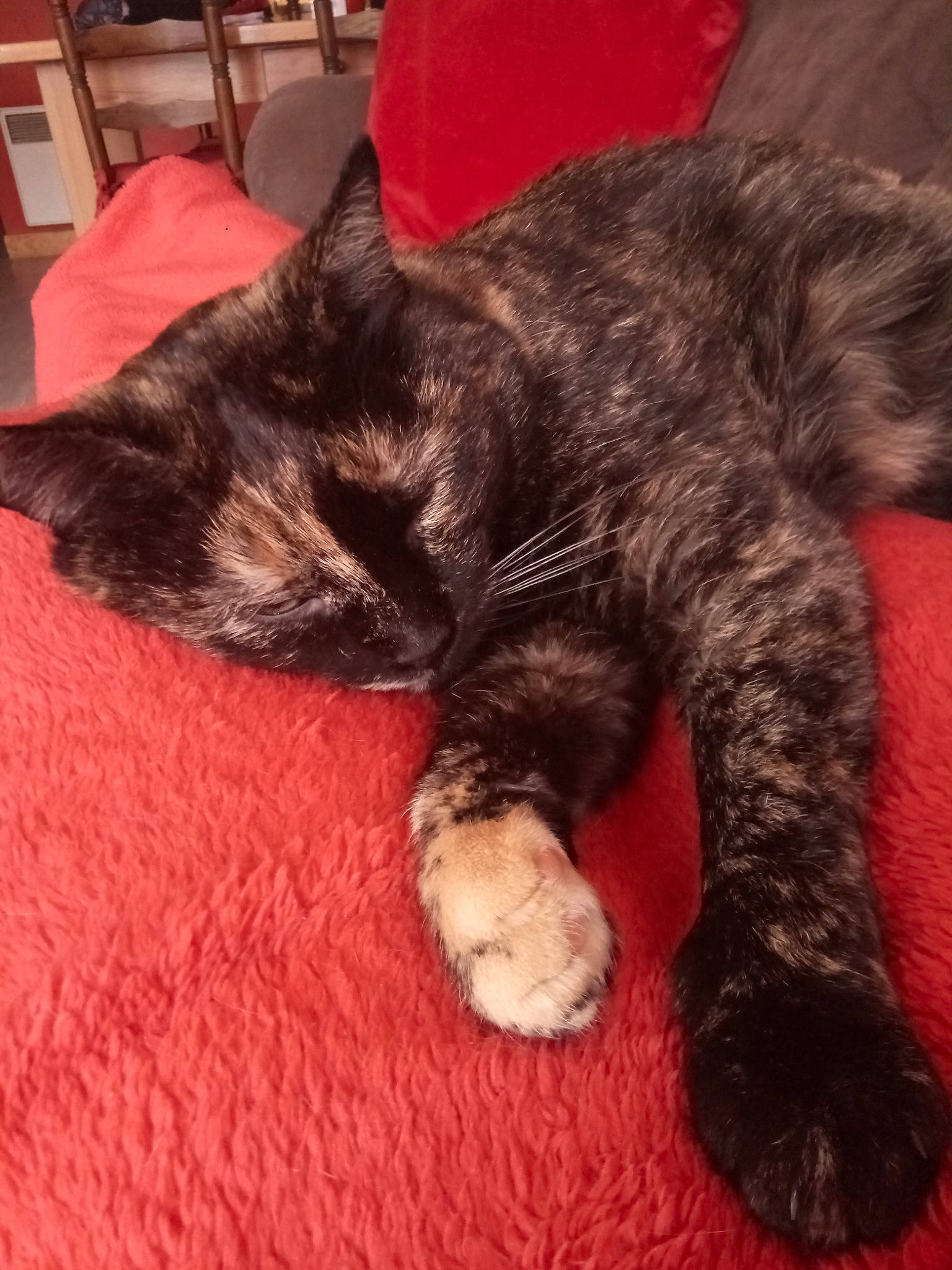 Momo participe au concours pour gagner de l'argent avec cette photo : carnivore, cat, claw, domestic_short_haired_cat, ear, felidae, fur, kitten, kurilian_bobtail, nap, paw, polydactyl_cat, skin, sleep, small_to_medium_sized_cats, tail, whiskers