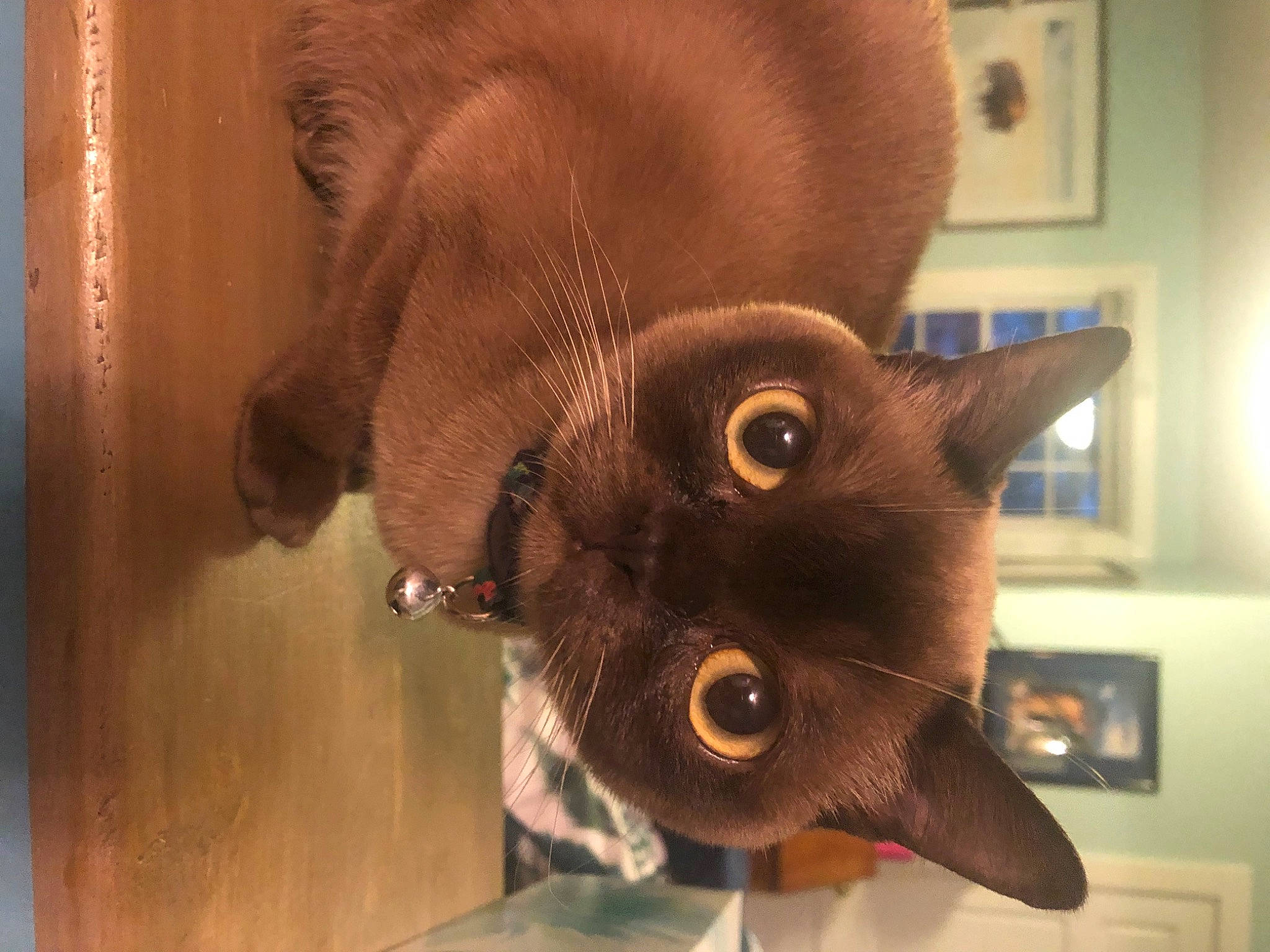 Liliput is registered to the contest to win money with this photo: brown, carnivore, cat, cat_supply, domestic_short_haired_cat, ear, fashion_accessory, fawn, felidae, fur, liver, mammal, picture_frame, plant, small_to_medium_sized_cats, snout, tail, whiskers, wood, working_animal