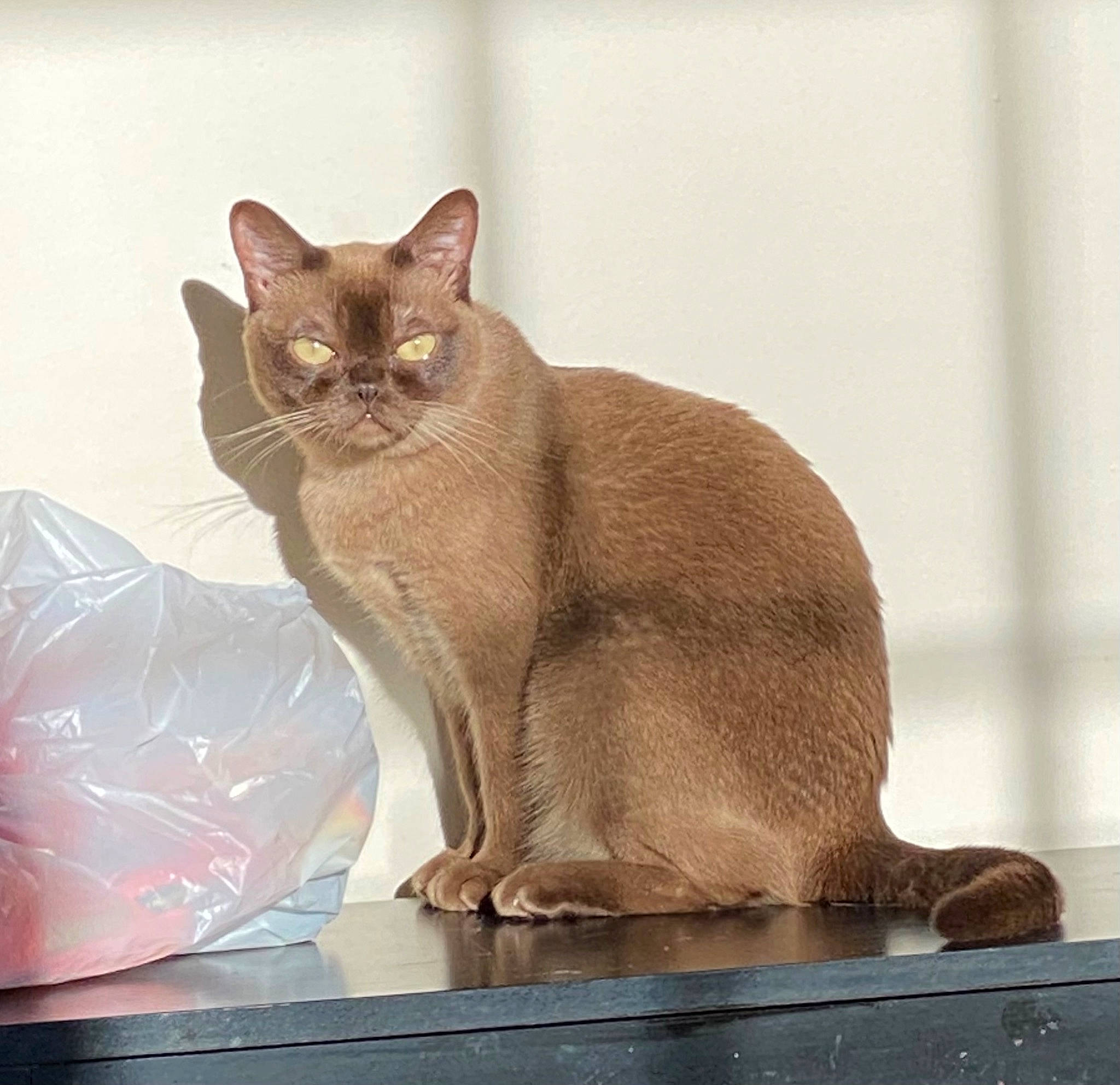 Liliput joined the competition — help win amazing prizes! box, carnivore, cat, cat_supply, claw, domestic_short_haired_cat, fawn, felidae, fur, paw, plastic_bag, small_to_medium_sized_cats, tail, terrestrial_animal, whiskers, window