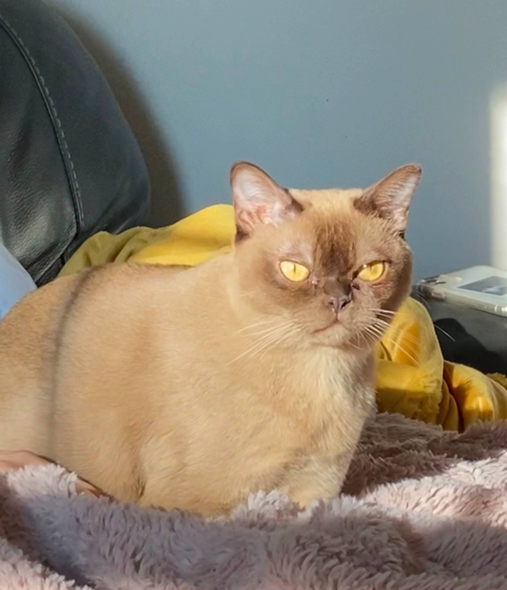 Liliput joined the competition — help win amazing prizes! carnivore, cat, cat_supply, comfort, domestic_short_haired_cat, fawn, felidae, fur, pet_supply, small_to_medium_sized_cats, snout, tail, whiskers, window