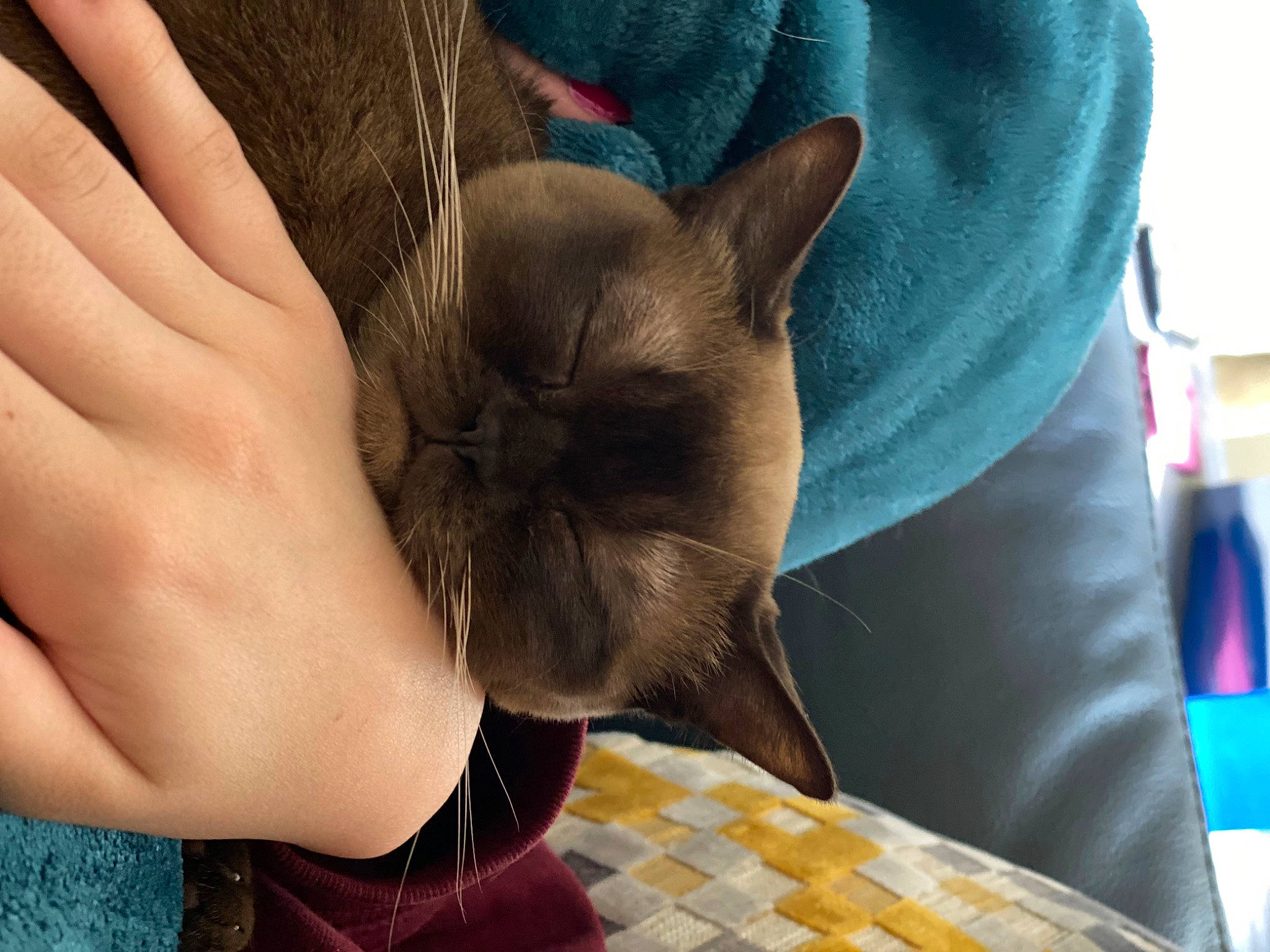 Liliput is registered to the contest to win money with this photo: balinese, black_cat, carnivore, cat, comfort, domestic_short_haired_cat, ear, fawn, felidae, finger, fur, gesture, nail, siamese, small_to_medium_sized_cats, snout, thai, tonkinese, whiskers, wrinkle