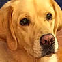 animal, animal_face, brown, canine, close_up, companion, cute, dog, domestic_animal, ears, face, friend, fur, golden_retriever, indoor, looking_away, muzzle, nose, pet, portrait