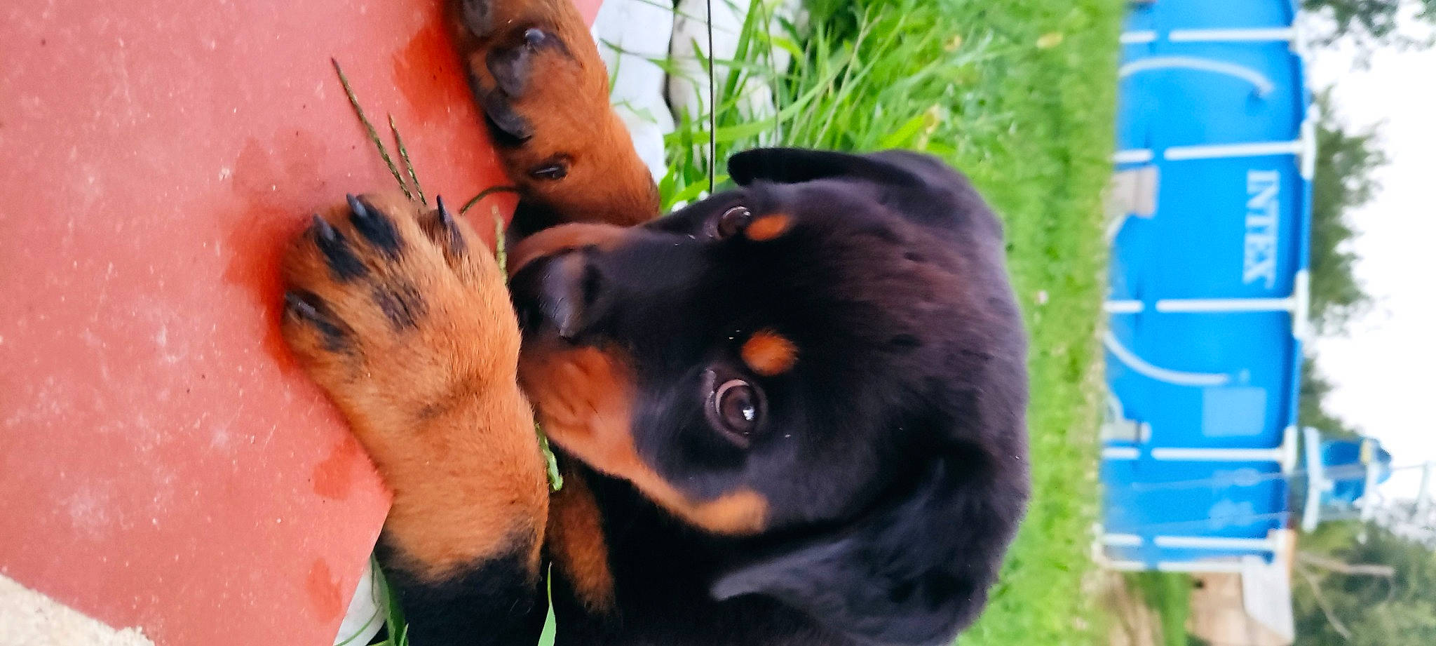 Timon participe au concours pour gagner de l'argent avec cette photo : austrian_black_and_tan_hound, canidae, carnivore, companion_dog, dog, dog_breed, ear, fawn, fur, grass, guard_dog, paw, plant, puppy, rottweiler, snout, sporting_group, terrestrial_animal, whiskers, working_dog