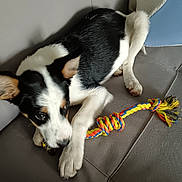 Athos a rejoint le concours — aidez-le/la à gagner de superbes lots ! dog, puppy, black_and_white, rope_toy, couch, indoor, pet, playful, animal, chewing, fur, ears, paw, snout, toy, home, resting, curious, young, canine