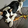 Athos