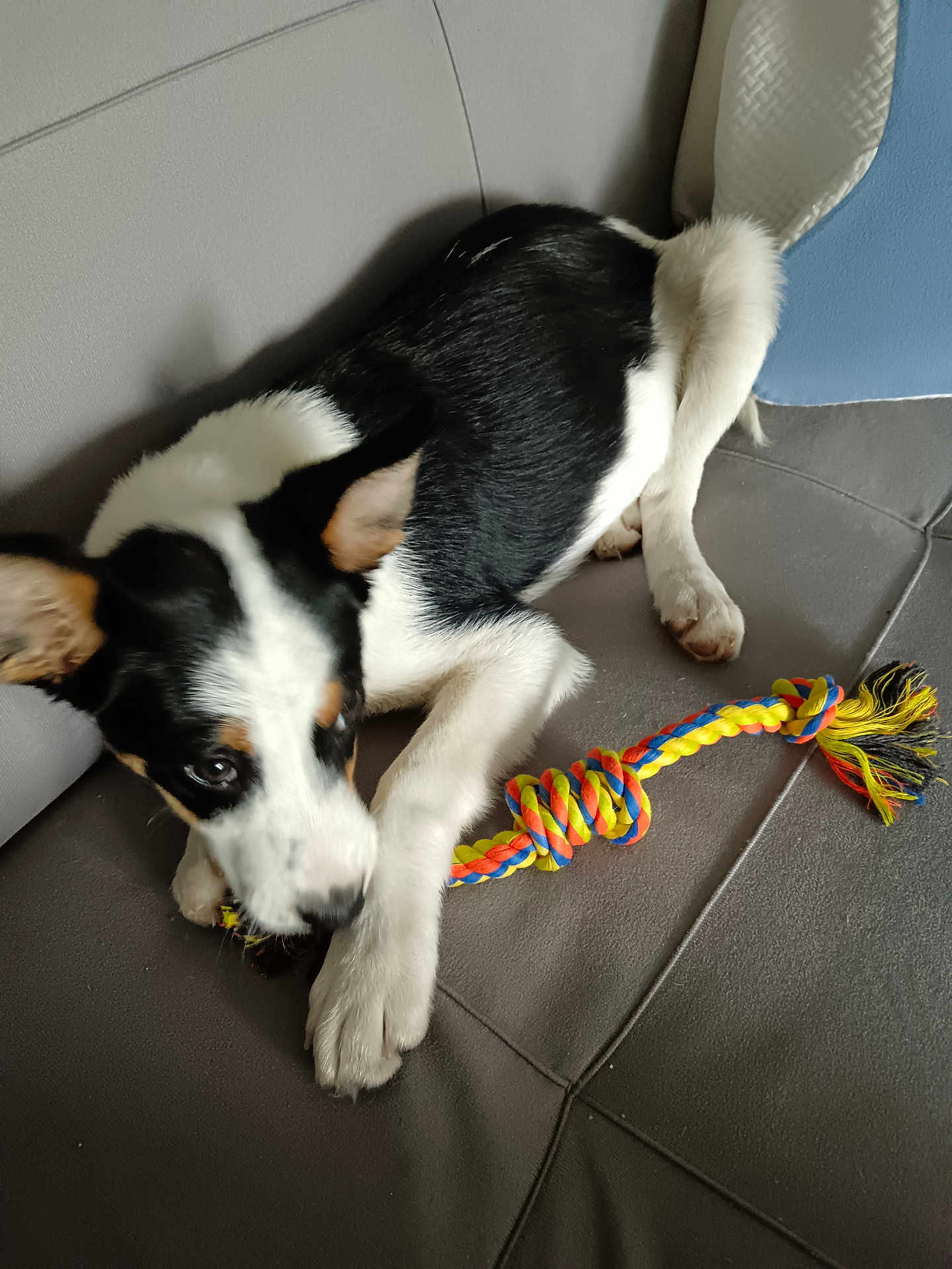 Athos a rejoint le concours — aidez-le/la à gagner de superbes lots ! dog, puppy, black_and_white, rope_toy, couch, indoor, pet, playful, animal, chewing, fur, ears, paw, snout, toy, home, resting, curious, young, canine