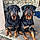 Oumy Et Marley