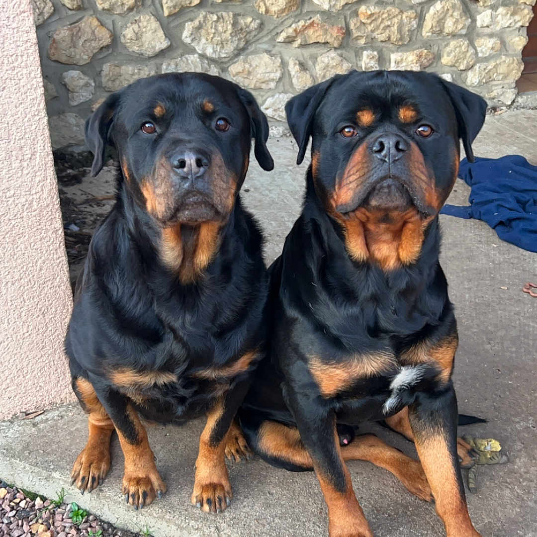 Oumy Et Marley participe au concours pour gagner de l'argent avec cette photo : alert, animal, black_and_tan, canine, companion, concrete, dog, domestic_animal, friendship, fur, guarding, mammal, nature, outdoor, pet, porch, rottweiler, sitting, stone_wall, two_animals