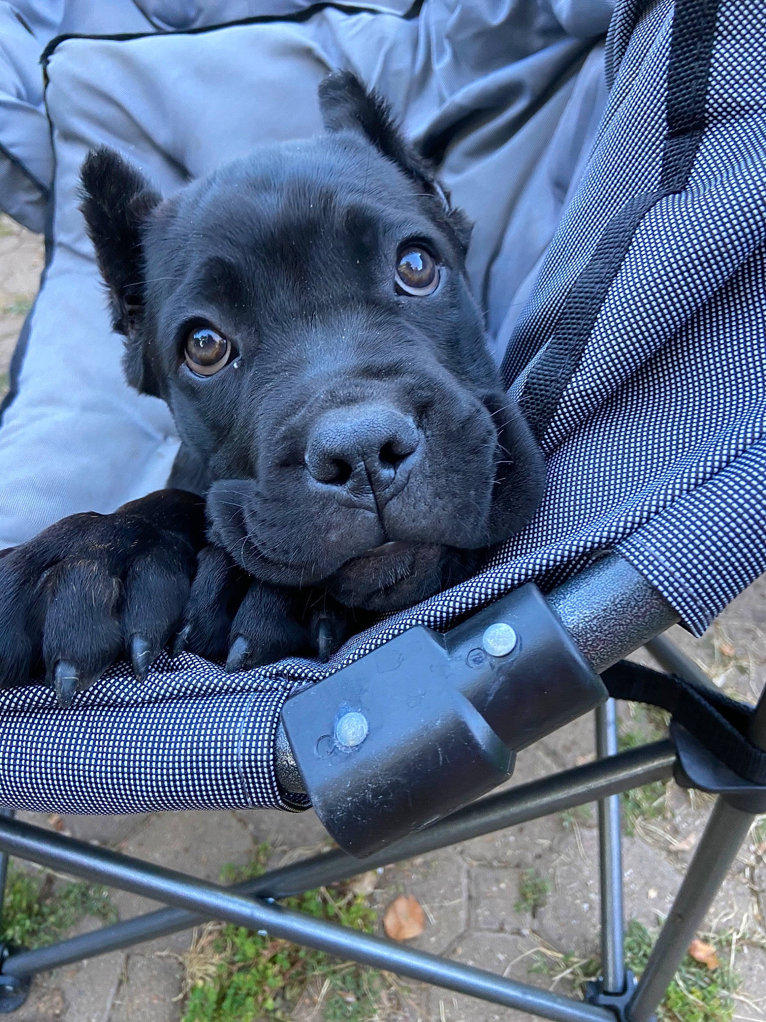 Rocco joined the competition — help win amazing prizes! american_pit_bull_terrier, american_staffordshire_terrier, bandog, cane_corso, canidae, carnivore, companion_dog, dog, dog_breed, dog_collar, fawn, guard_dog, labrador_retriever, non_sporting_group, pit_bull, puppy, snout, sporting_group, staffordshire_bull_terrier