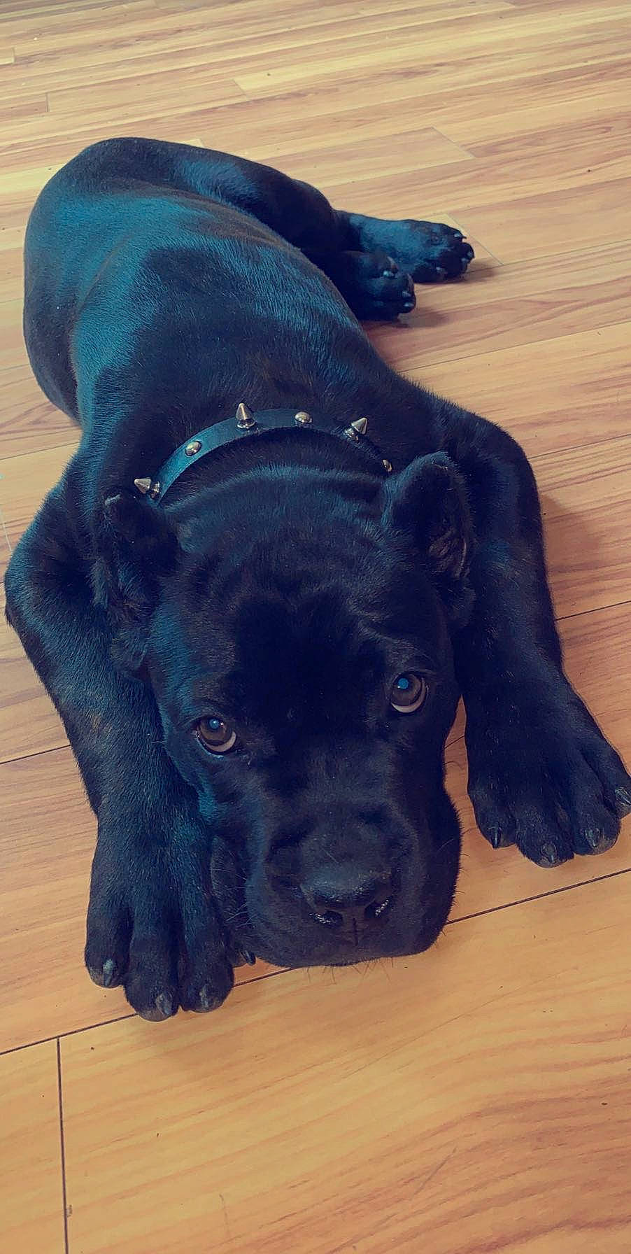 Rocco joined the competition — help win amazing prizes! bandog, cane_corso, canidae, carnivore, companion_dog, dog, dog_breed, fawn, guard_dog, mammal, snout, sporting_group, vertebrate