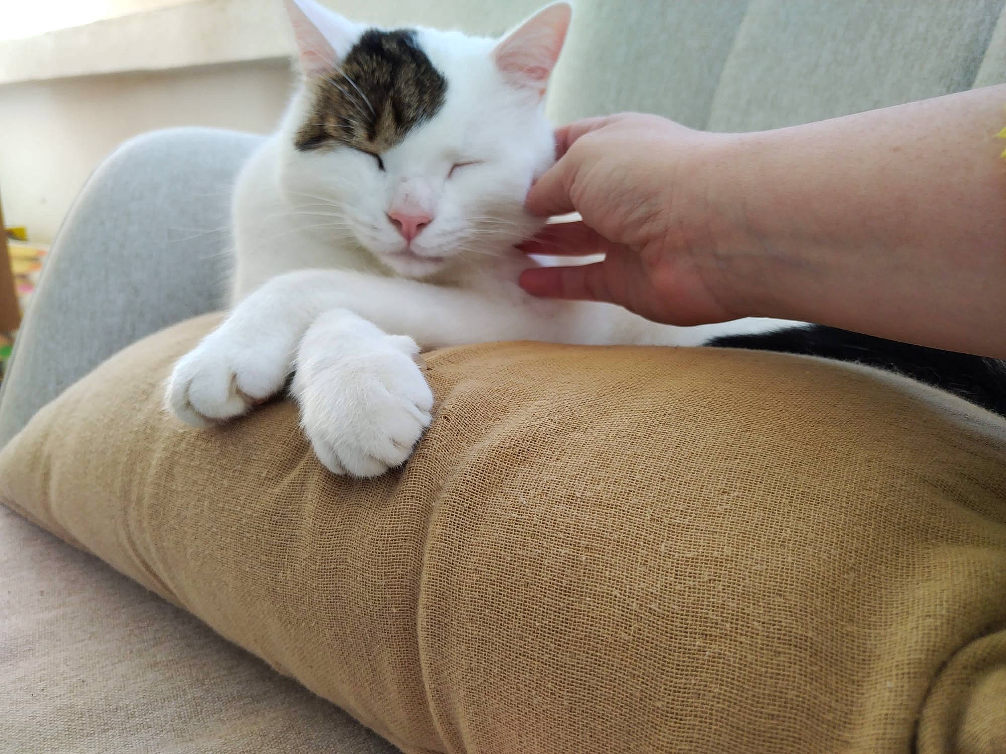 Bowie a rejoint le concours — aidez-le/la à gagner de superbes lots ! carnivore, cat, comfort, domestic_short_haired_cat, elbow, fawn, felidae, foot, fur, gesture, hand, human_leg, linens, nail, nap, paw, small_to_medium_sized_cats, tail, whiskers, wrist