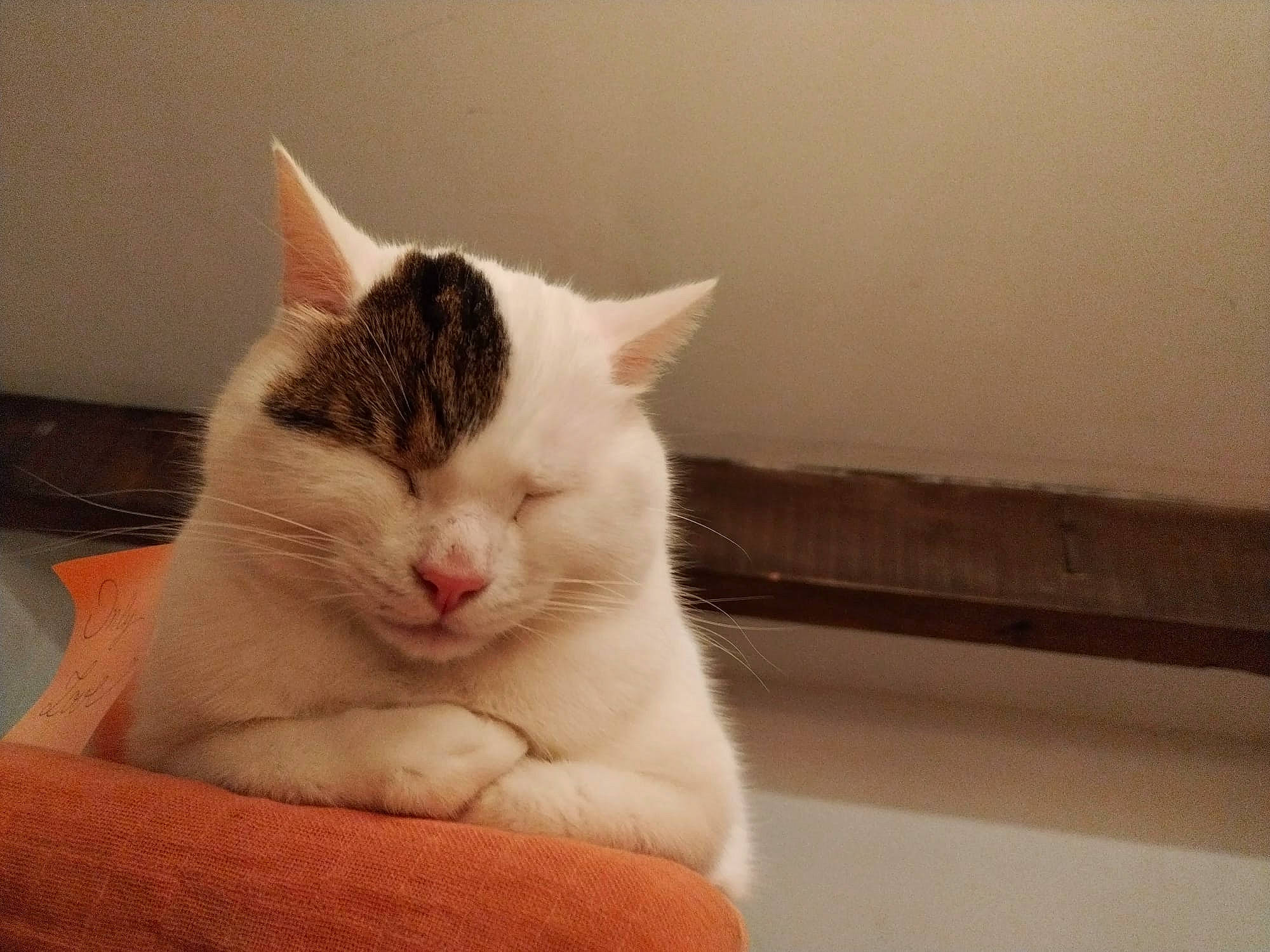 Bowie participe au concours pour gagner de l'argent avec cette photo : carnivore, cat, claw, comfort, domestic_short_haired_cat, eye, felidae, flooring, foot, fur, head, nap, paw, room, sitting, small_to_medium_sized_cats, snout, tail, whiskers, wood