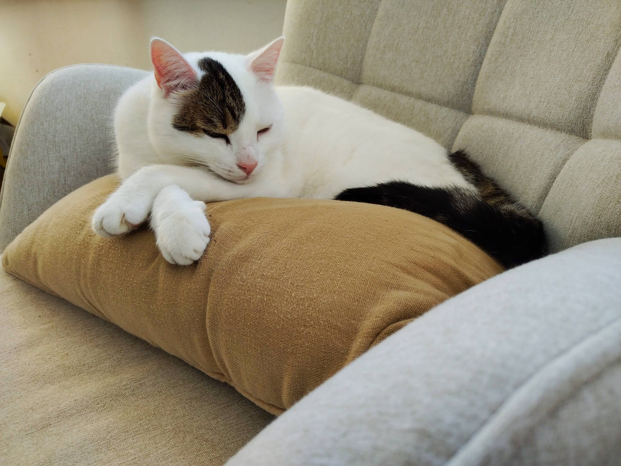 Bowie participe au concours pour gagner de l'argent avec cette photo : bedding, carmine, carnivore, cat, cat_supply, comfort, couch, domestic_short_haired_cat, felidae, fur, human_leg, linens, nap, paw, room, small_to_medium_sized_cats, tail, throw_pillow, whiskers, white