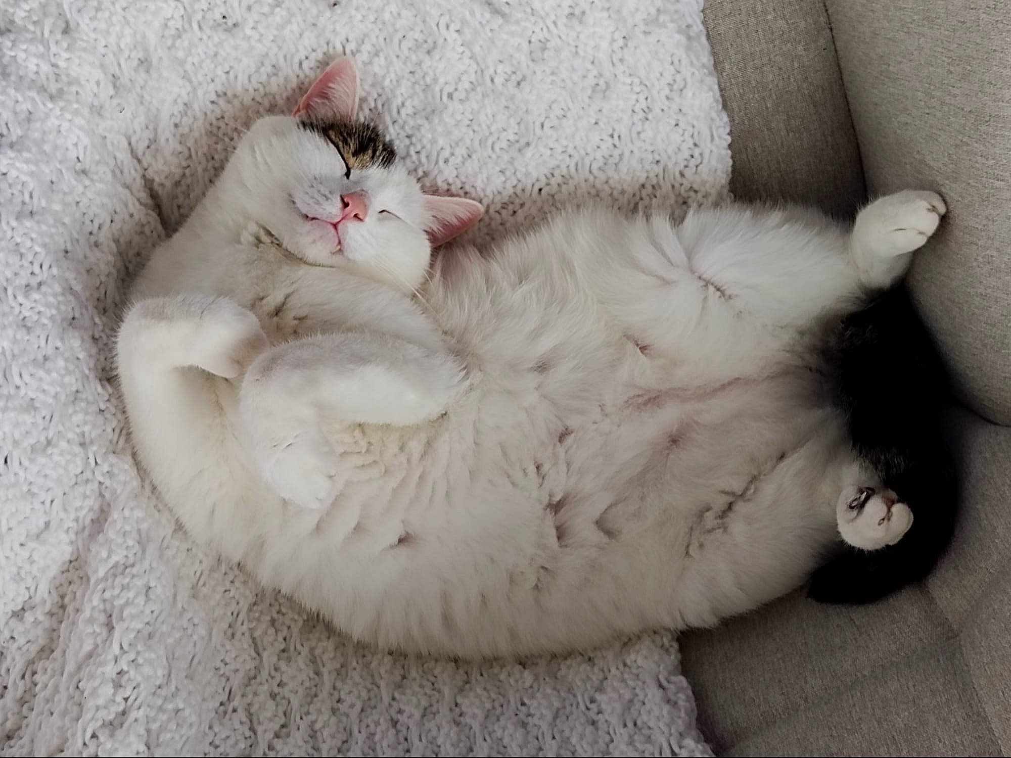 Bowie a rejoint le concours — aidez-le/la à gagner de superbes lots ! carnivore, cat, cat_bed, claw, comfort, dog_breed, domestic_short_haired_cat, fawn, felidae, fur, nap, paw, small_to_medium_sized_cats, snout, tail, terrestrial_animal, whiskers