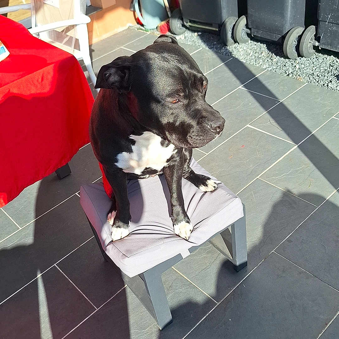 Louna participe au concours pour gagner de l'argent avec cette photo : animal, bostonbull, boxer, bulldog, canine, dog, flagstone, frenchbulldog, hound, labradorretriever, machine, path, pet, pitbull, pug, puppy, slate, tile, walkway, wheel