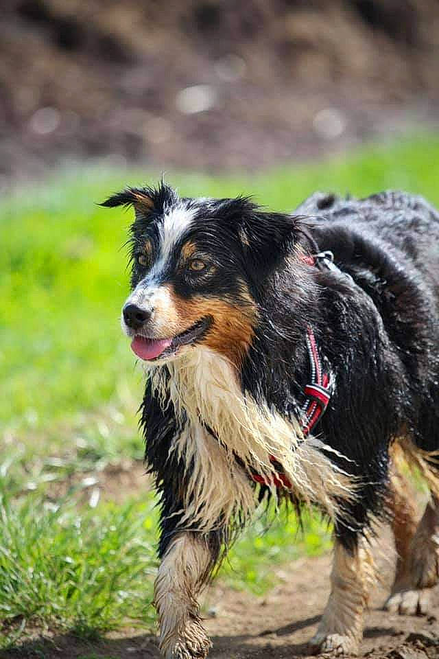 Oska participe au concours pour gagner de l'argent avec cette photo : australian_shepherd, bernese_mountain_dog, biting, border_collie, canidae, carnivore, companion_dog, dog, dog_breed, fur, grass, herding_dog, plant, snout, sporting_group, terrestrial_animal, working_dog