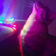 Faya participe au concours pour gagner de l'argent avec cette photo : cat, feline, indoor, colorful_light, string_lights, neon, purple_light, red_light, blue_light, whiskers, pet, animal, dark_background, shadow, side_profile, fur, mystical, glow, night, mood_lighting