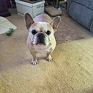 Bruno joined the competition — help win amazing prizes! dog, french_bulldog, pet, animal, standing, portrait, indoors, living_room, carpet, couch, furniture, toy, home, cute, wrinkled_face, large_ears, short_snout, looking_at_camera, floor, household