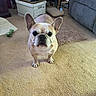 dog, french_bulldog, pet, animal, standing, portrait, indoors, living_room, carpet, couch, furniture, toy, home, cute, wrinkled_face, large_ears, short_snout, looking_at_camera, floor, household
