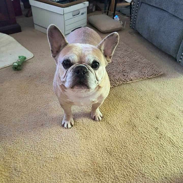 Bruno joined the competition — help win amazing prizes! dog, french_bulldog, pet, animal, standing, portrait, indoors, living_room, carpet, couch, furniture, toy, home, cute, wrinkled_face, large_ears, short_snout, looking_at_camera, floor, household
