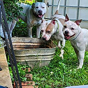 Nova Diamond joined the competition — help win amazing prizes! animal, brick, canine, collar, dog, ears, fence, grass, greenery, happy, metal_tub, muzzle, nature, outdoor, pet, playful, snout, tail, tongue, yard