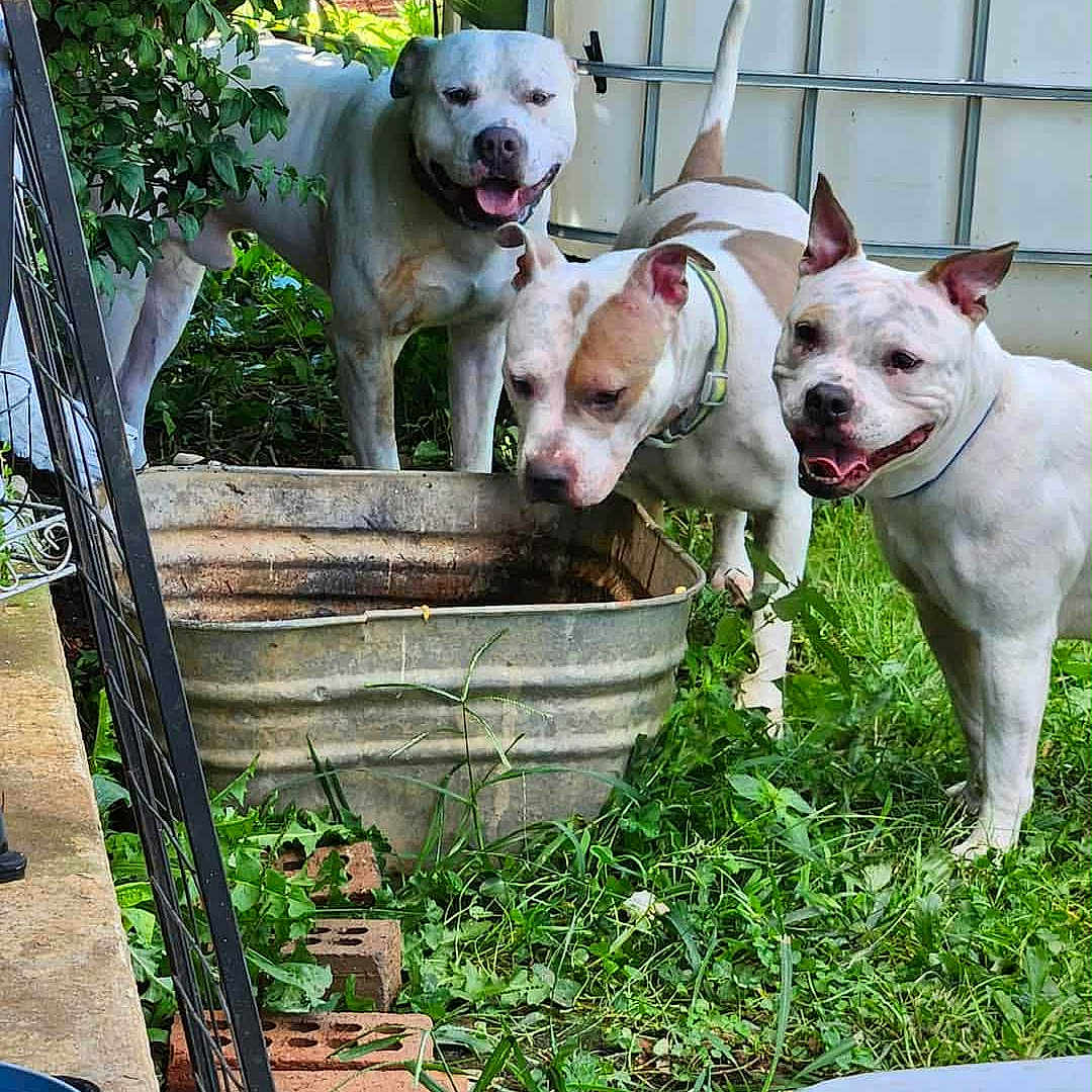 Nova Diamond joined the competition — help win amazing prizes! animal, brick, canine, collar, dog, ears, fence, grass, greenery, happy, metal_tub, muzzle, nature, outdoor, pet, playful, snout, tail, tongue, yard