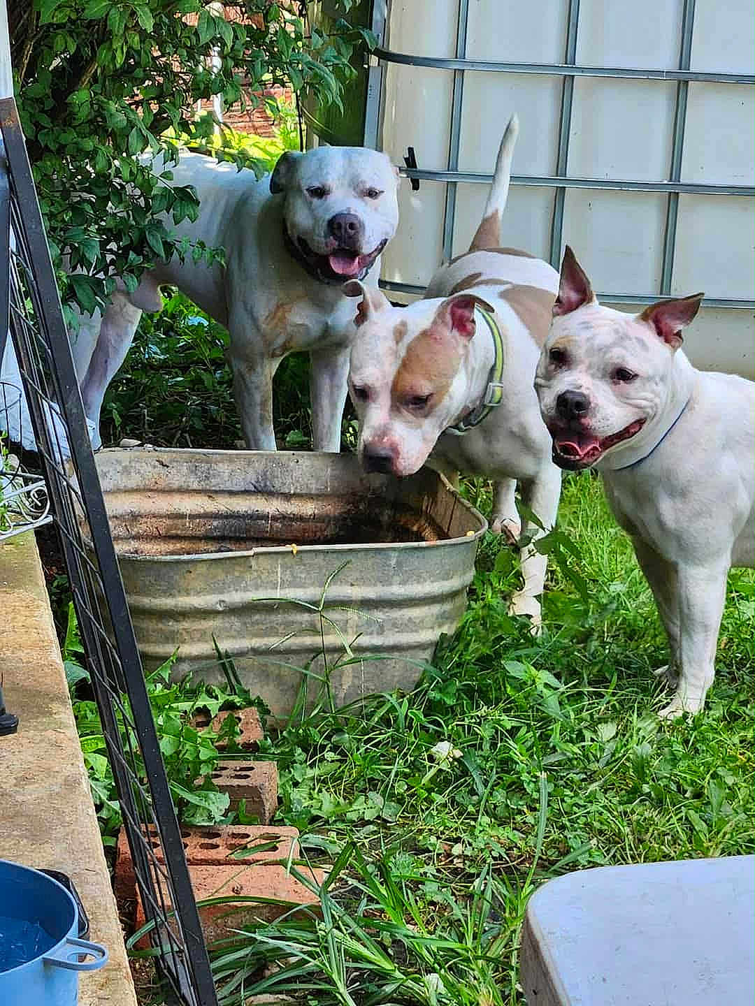 Nova Diamond joined the competition — help win amazing prizes! animal, brick, canine, collar, dog, ears, fence, grass, greenery, happy, metal_tub, muzzle, nature, outdoor, pet, playful, snout, tail, tongue, yard