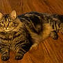 animal, cat, cute, domestic_animal, ears, feline, floor, fluffy, fur, indoor, lying_down, mammal, paws, pet, relaxed, striped, tabby, tail, whiskers, wooden_floor