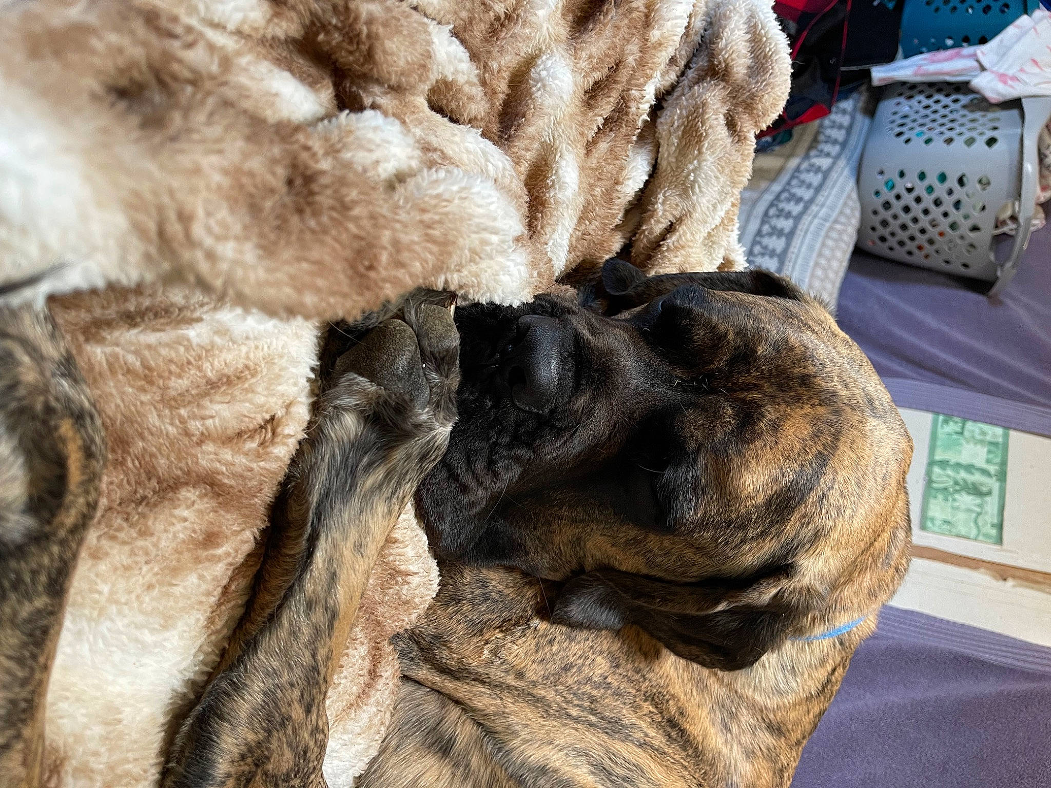 Hermes is registered to the contest to win money with this photo: canidae, carnivore, comfort, companion_dog, dog, dog_breed, fawn, felidae, fur, fur_clothing, linens, liver, small_to_medium_sized_cats, snout, sporting_group, tail, terrestrial_animal, whiskers, wool, wrinkle