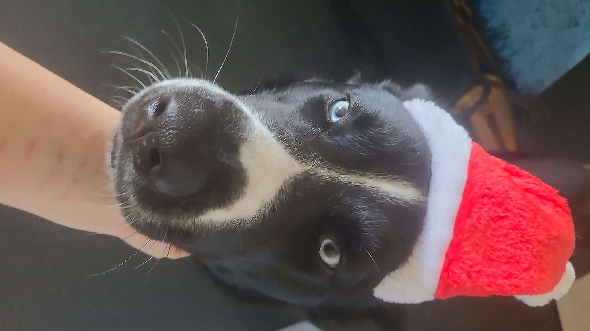 Blaze is registered to the contest to win money with this photo: borador, canidae, carnivore, collar, companion_dog, dog, dog_breed, ear, fur, paw, snout, sporting_group, whiskers, working_animal, working_dog