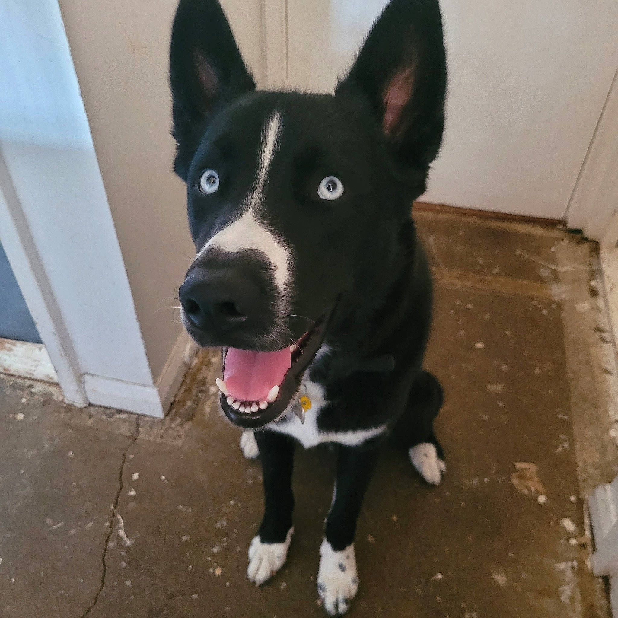 Blaze is registered to the contest to win money with this photo: art, canidae, carnivore, collar, companion_dog, dog, dog_breed, dog_collar, dog_supply, flooring, fur, herding_dog, jaw, mcnab, snout, sporting_group, tail, whiskers, working_animal, working_dog