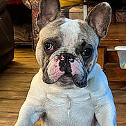 Cash joined the competition — help win amazing prizes! french_bulldog, dog, pet, indoor, wooden_floor, furniture, sofa, table, close_up, face, ears, eyes, cute, animal, companion, looking, household, mammal, portrait, paw