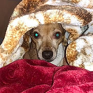 Lytle John is registered to the contest to win money with this photo: animal, blanket, brown, comfort, cozy, curious, cute, dog, ears, face, fur, home, indoor, nostrils, pet, relaxed, resting, snuggled, soft, warm