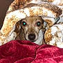 animal, blanket, brown, comfort, cozy, curious, cute, dog, ears, face, fur, home, indoor, nostrils, pet, relaxed, resting, snuggled, soft, warm