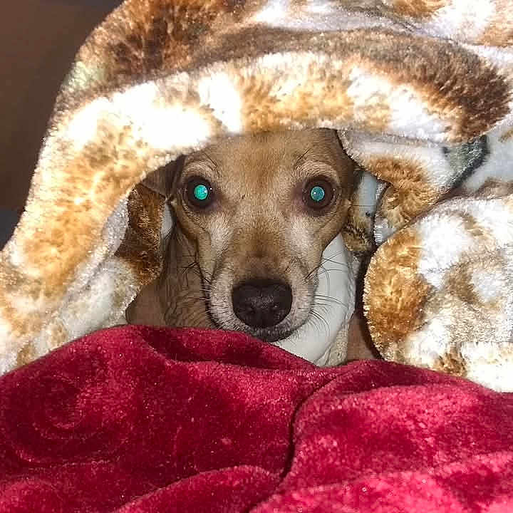 Lytle John is registered to the contest to win money with this photo: animal, blanket, brown, comfort, cozy, curious, cute, dog, ears, face, fur, home, indoor, nostrils, pet, relaxed, resting, snuggled, soft, warm