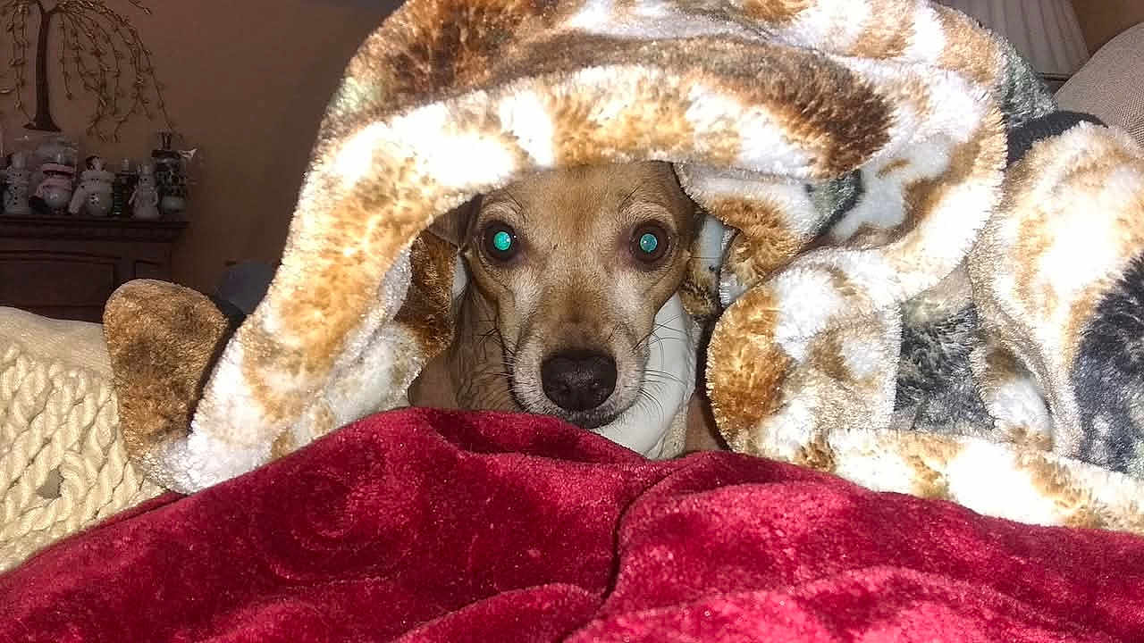 Lytle John is registered to the contest to win money with this photo: animal, blanket, brown, comfort, cozy, curious, cute, dog, ears, face, fur, home, indoor, nostrils, pet, relaxed, resting, snuggled, soft, warm