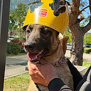 Vick a rejoint le concours — aidez-le/la à gagner de superbes lots ! dog, paper_crown, burger_king, outdoor, person, hand, tree, sunlight, happy, tongue_out, canine, pet, collar, park, daylight, nature, smiling, holding, animal, playful