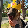 dog, paper_crown, burger_king, outdoor, person, hand, tree, sunlight, happy, tongue_out, canine, pet, collar, park, daylight, nature, smiling, holding, animal, playful