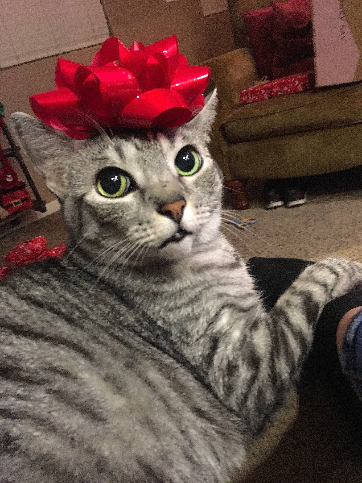 Coconut joined the competition — help win amazing prizes! box, carnivore, cat, domestic_short_haired_cat, felidae, fur, living_room, small_to_medium_sized_cats, snout, sock, vertebrate, whiskers