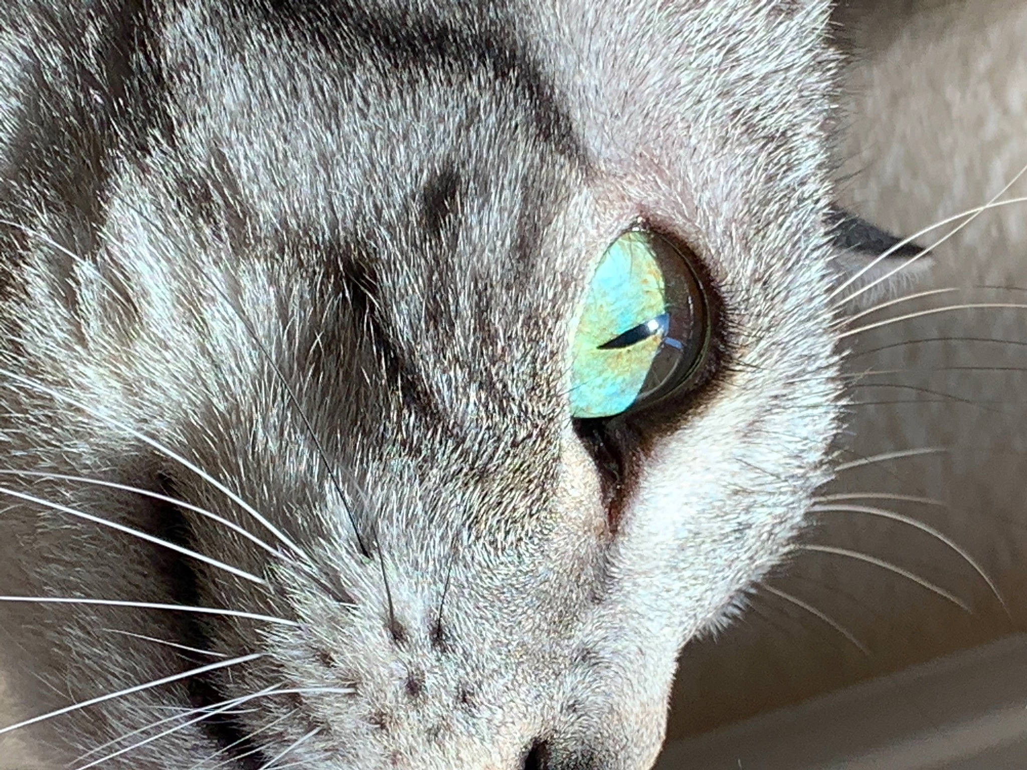 Coconut is registered to the contest to win money with this photo: carnivore, cat, close_up, curious, domestic_short_haired_cat, felidae, fur, grey, iris, photography, small_to_medium_sized_cats, snout, vertebrate, whiskers