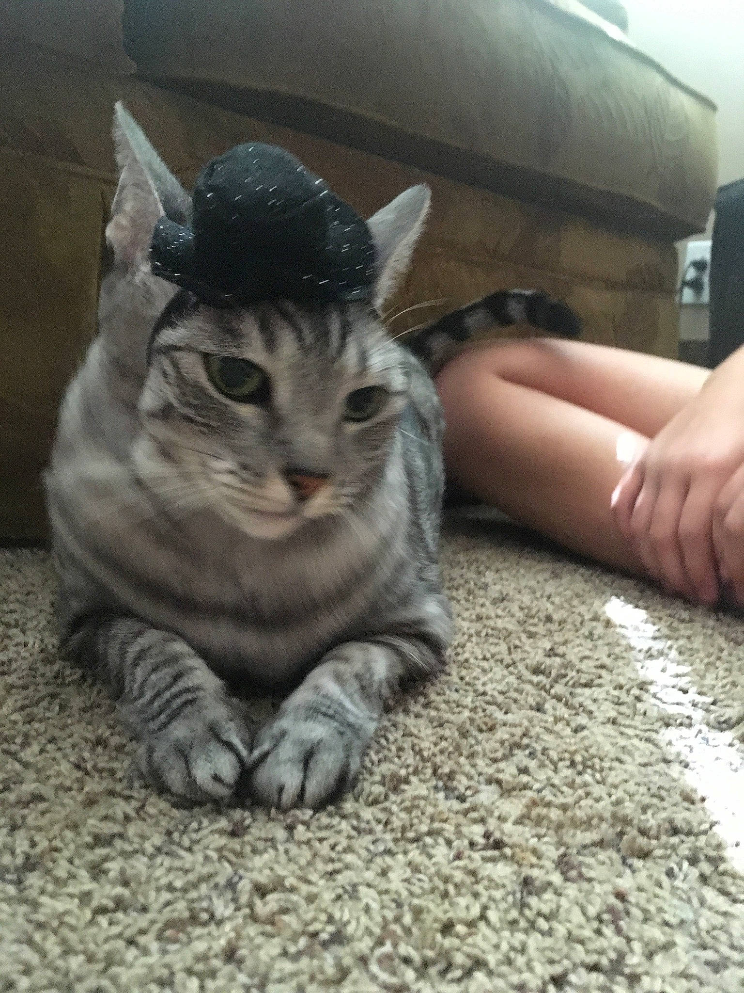 Coconut is registered to the contest to win money with this photo: carnivore, cat, curious, domestic_short_haired_cat, european_shorthair, felidae, foot, grey, nail, small_to_medium_sized_cats, snout, tabby_cat, toe, vertebrate, whiskers