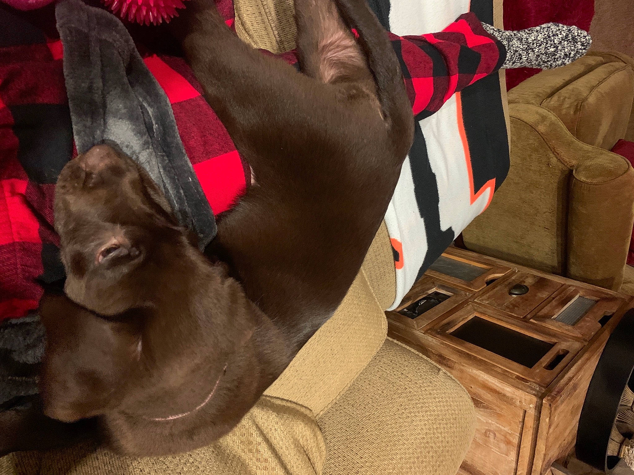 Remington is registered to the contest to win money with this photo: beige, canidae, carnivore, collar, companion_dog, dog, dog_breed, dog_collar, liver, pet_supply, pillow, snout, sporting_group, throw_pillow, working_animal, working_dog