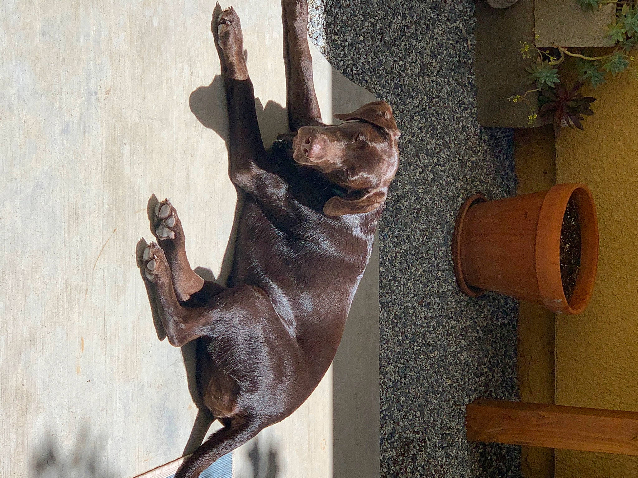 Remington joined the competition — help win amazing prizes! ancient_dog_breeds, bronze, bronze_sculpture, canidae, carnivore, companion_dog, dog, dog_breed, fawn, liver, pack_animal, sculpture, sporting_group, statue, wood_stain, working_animal, working_dog