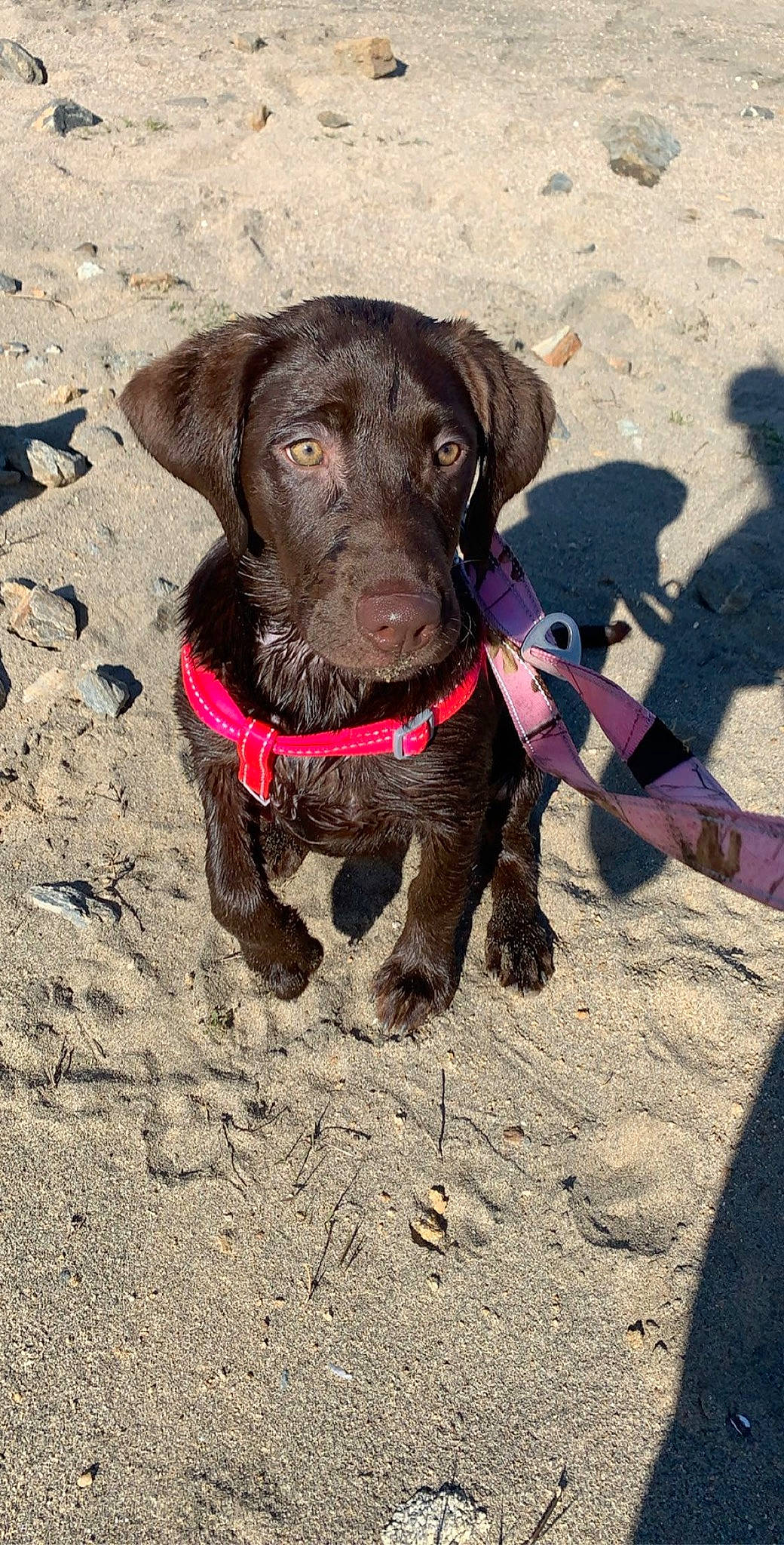 Remington is registered to the contest to win money with this photo: canidae, carnivore, collar, companion_dog, dog, dog_breed, dog_collar, dog_supply, leash, liver, pet_supply, sand, shadow, snout, sporting_group, working_animal, working_dog