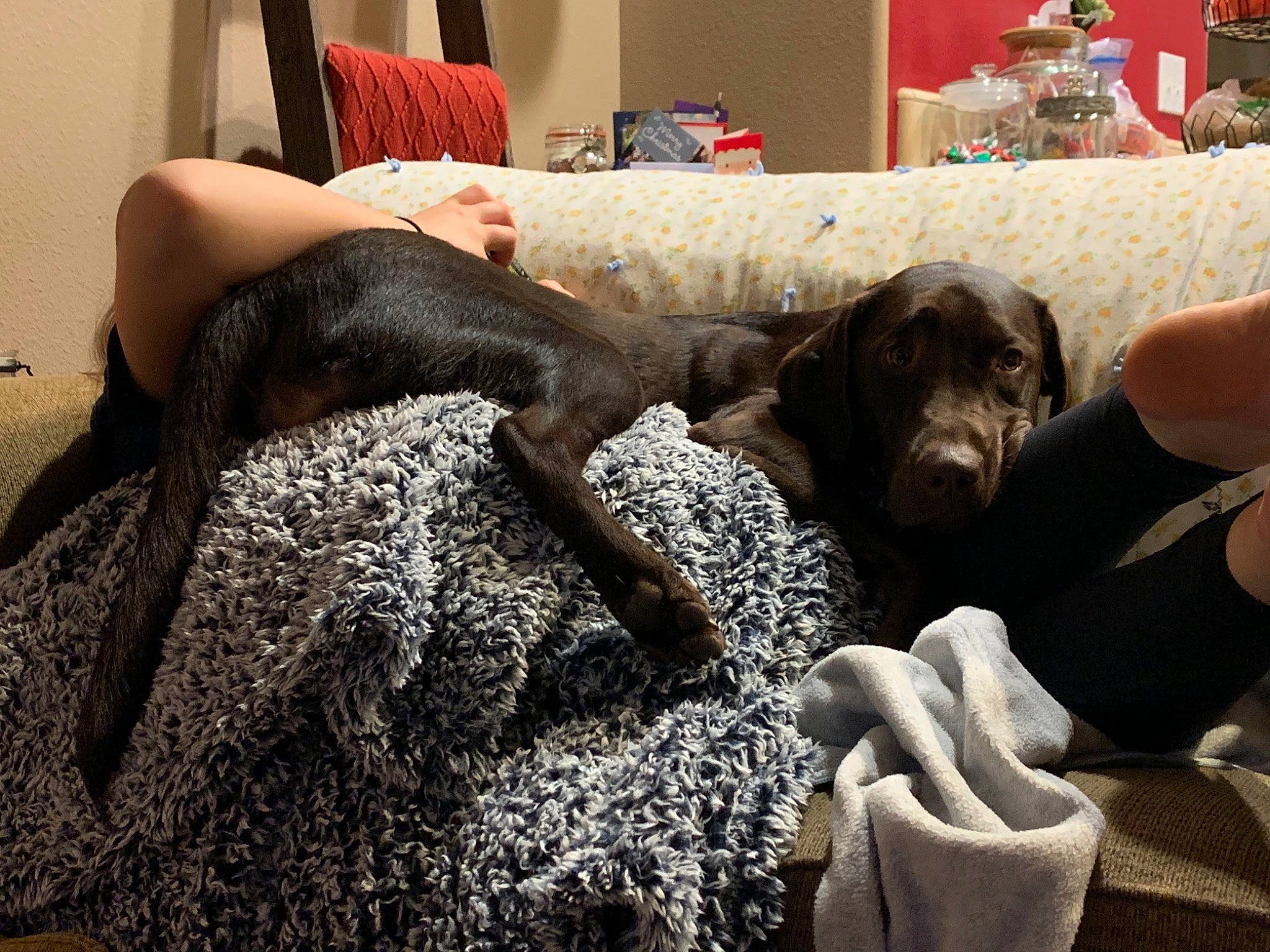 Remington joined the competition — help win amazing prizes! blanket, borador, canidae, carnivore, comfort, companion_dog, dog, dog_breed, fur, gun_dog, home_accessories, labrador_retriever, linens, liver, living_room, mat, pointing_breed, sporting_group, working_animal, working_dog