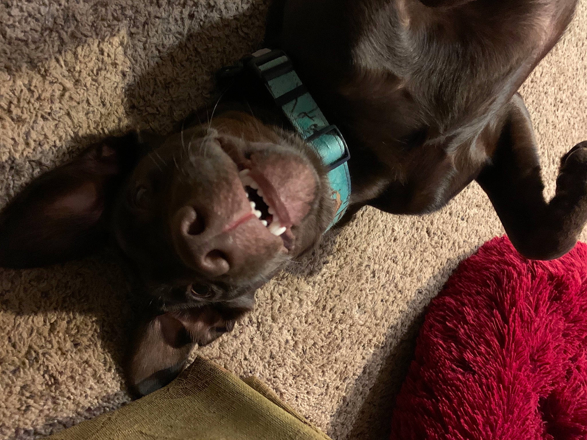 Remington joined the competition — help win amazing prizes! brown, canidae, carnivore, collar, companion_dog, dog, dog_breed, dog_collar, fawn, leash, liver, pet_supply, snout, sporting_group, tongue, working_animal