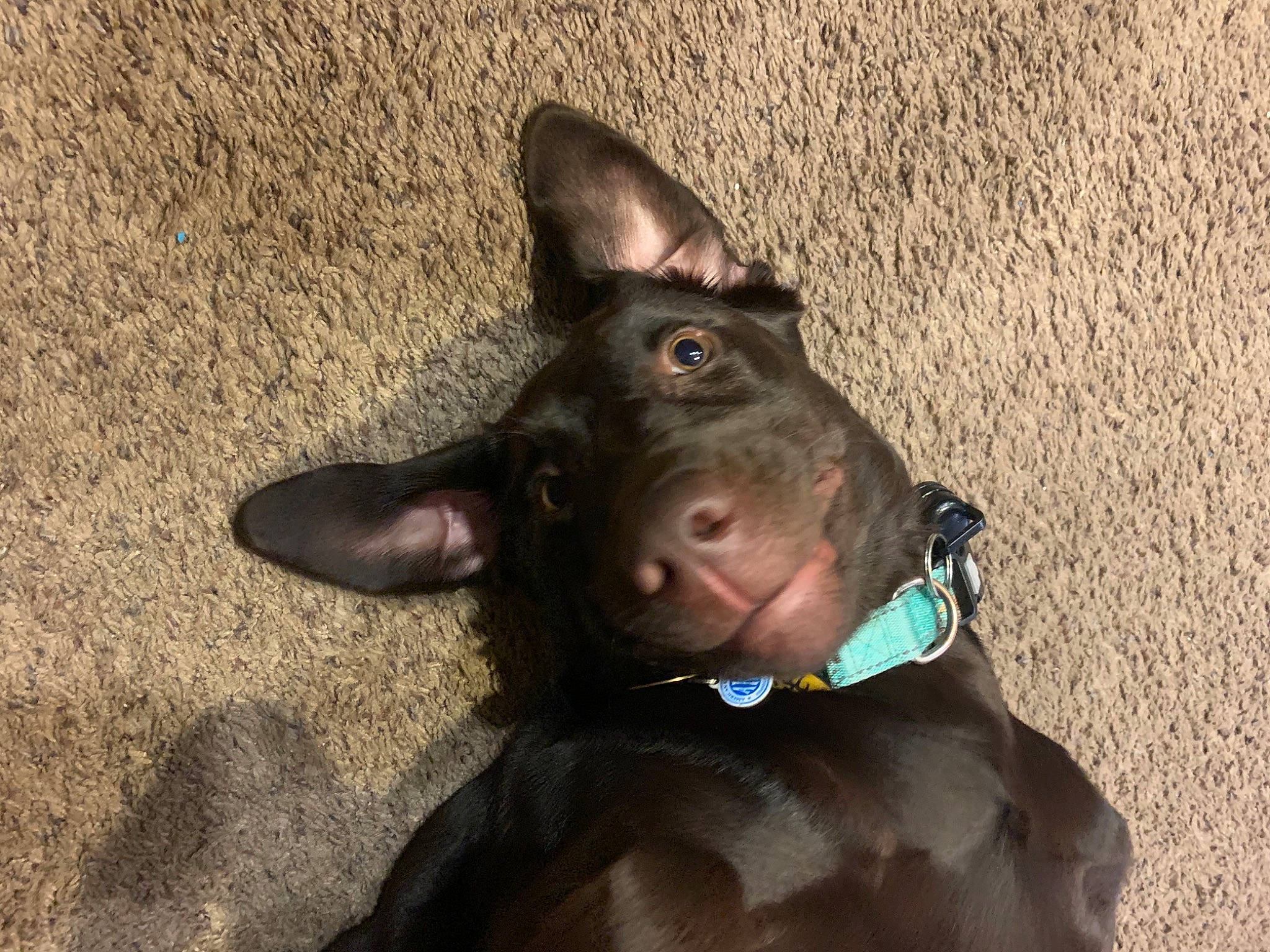 Remington is registered to the contest to win money with this photo: beige, canidae, carnivore, collar, companion_dog, dog, dog_breed, dog_collar, guard_dog, jaw, leash, liver, organ, pet_supply, snout, sporting_group, whiskers, working_animal, working_dog