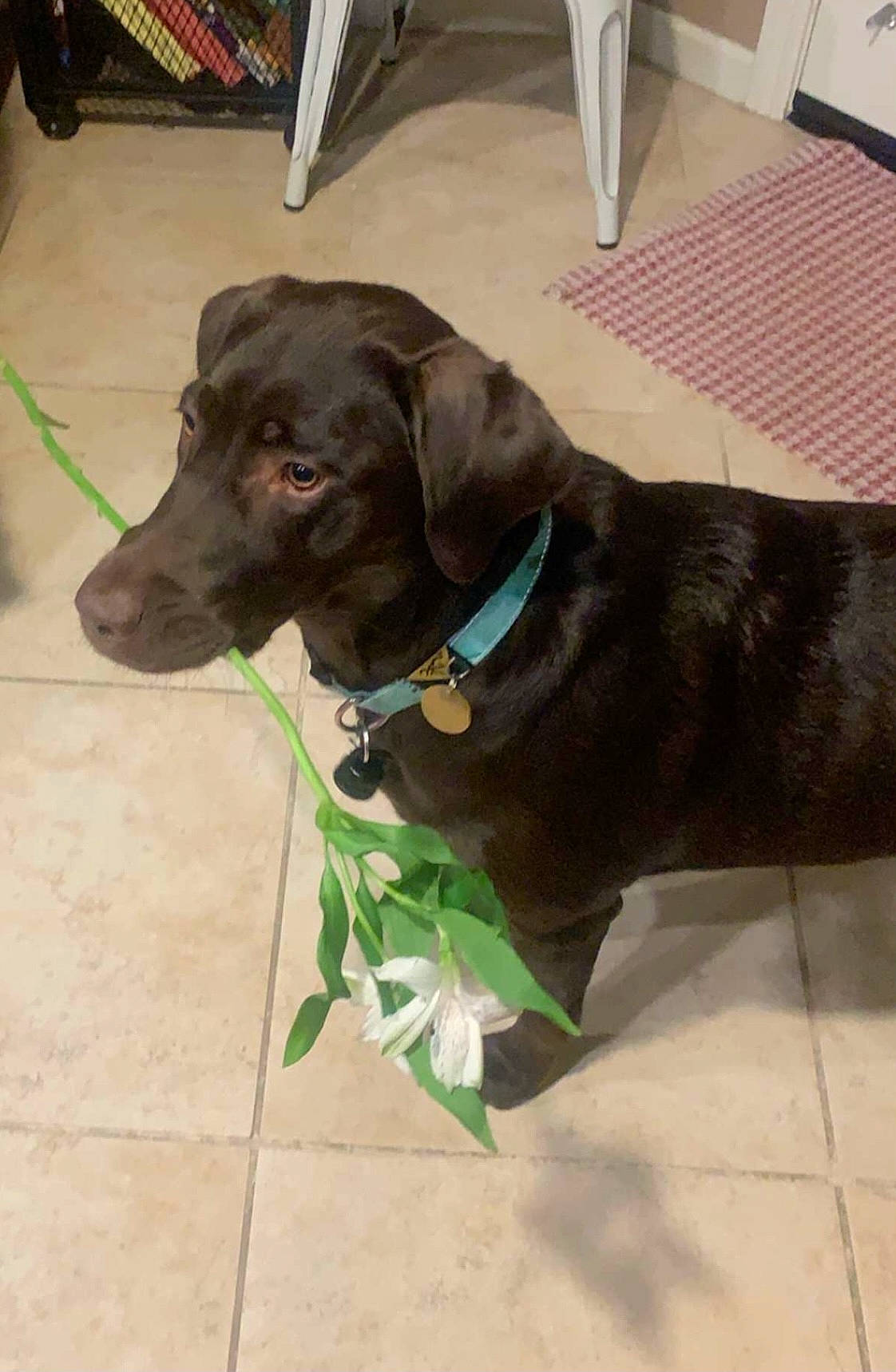 Remington is registered to the contest to win money with this photo: canidae, carnivore, collar, companion_dog, dog, dog_breed, dog_collar, dog_supply, floor, flooring, fur, gun_dog, leash, liver, pet_supply, snout, sporting_group, tile, working_animal, working_dog